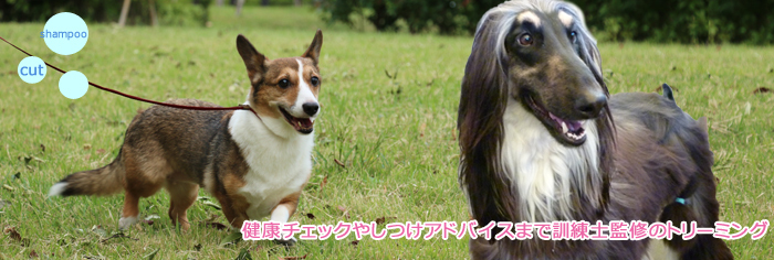 ドッグ　トレーナー　犬　しつけ34.jpg