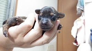 犬のしつけ（吠える・トイレ）「サンライトジゲ」杉並区