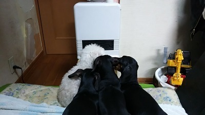 ドッグトレーナー　サンライト・ジゲ　トリーミング　東京都　杉並区 トイレ　しつけ 訓練　老犬　介護　ホテル　仔犬741.JPG