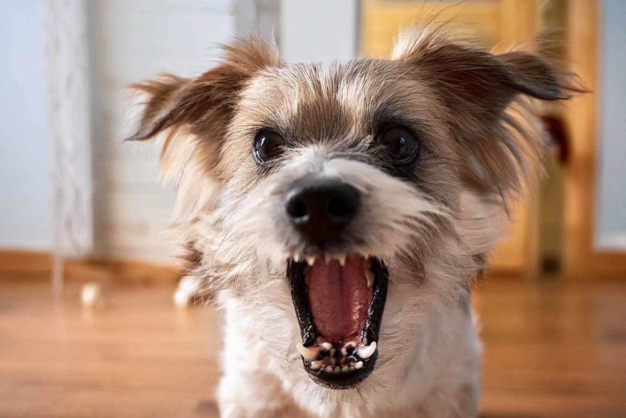 犬の吠え癖・トイレのしつけ | おこらないサポート