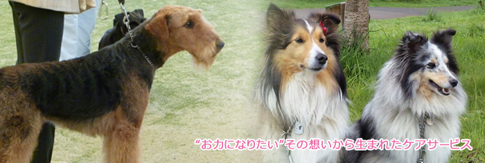 ドッグ　トレーナー　犬　しつけ39.jpg