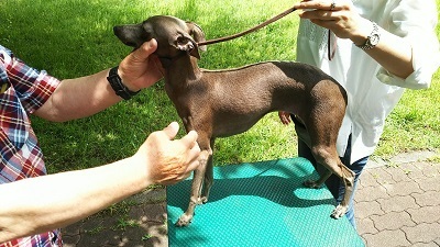 犬のしつけ（吠える・トイレ）「サンライトジゲ」杉並区