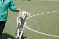 ドッグ　トレーナー　犬　しつけ24.jpg