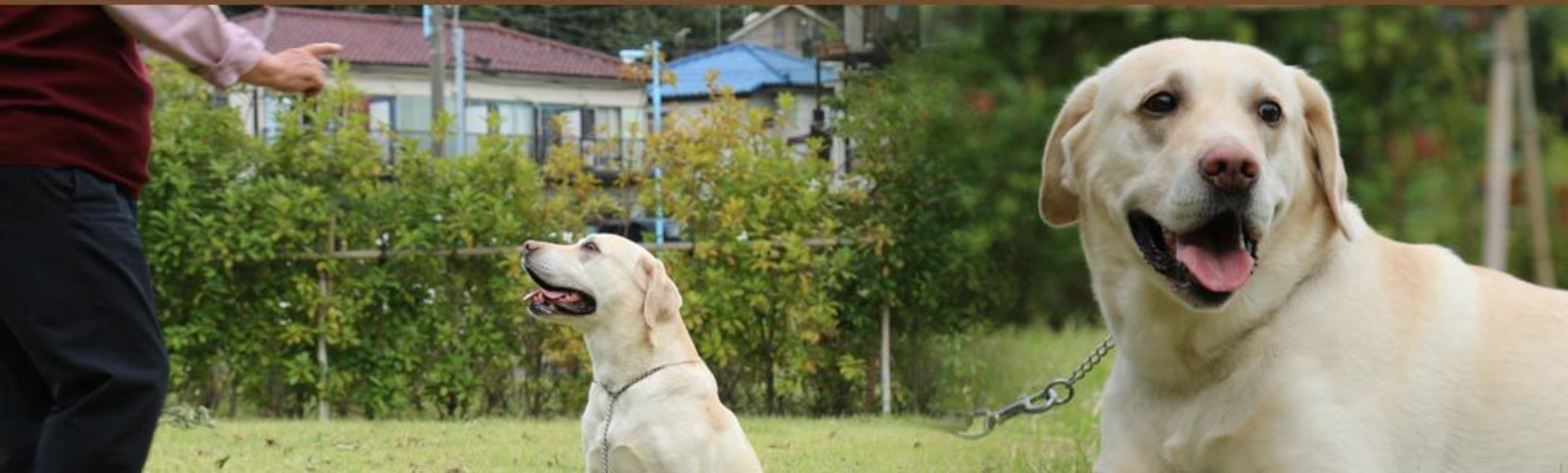 ドッグ　トレーナー　犬　しつけ