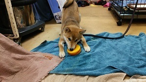 ドッグトレーナー　サンライト・ジゲ　トリーミング　東京都　杉並区 トイレ　しつけ 柴犬693.JPG