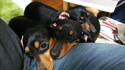 犬のしつけ（吠える・トイレ）「サンライトジゲ」杉並区