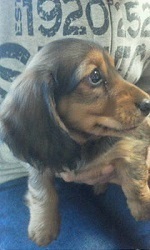 ドッグトレーナー　しつけ　訓練　サンライト・ジゲ　仔犬販売　ブリーダーミニチュア　ダックス.jpg