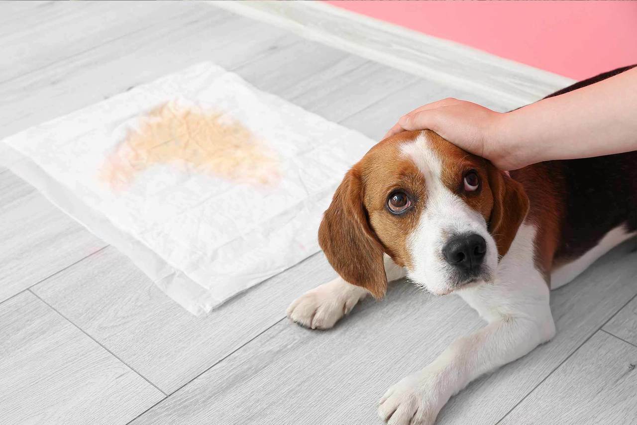 犬の吠え癖・トイレのしつけ | おこらないサポート