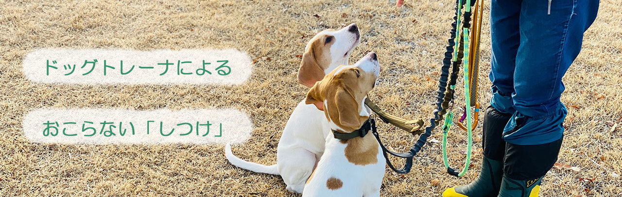 犬のしつけ（吠える・トイレ）「サンライトジゲ」杉並区