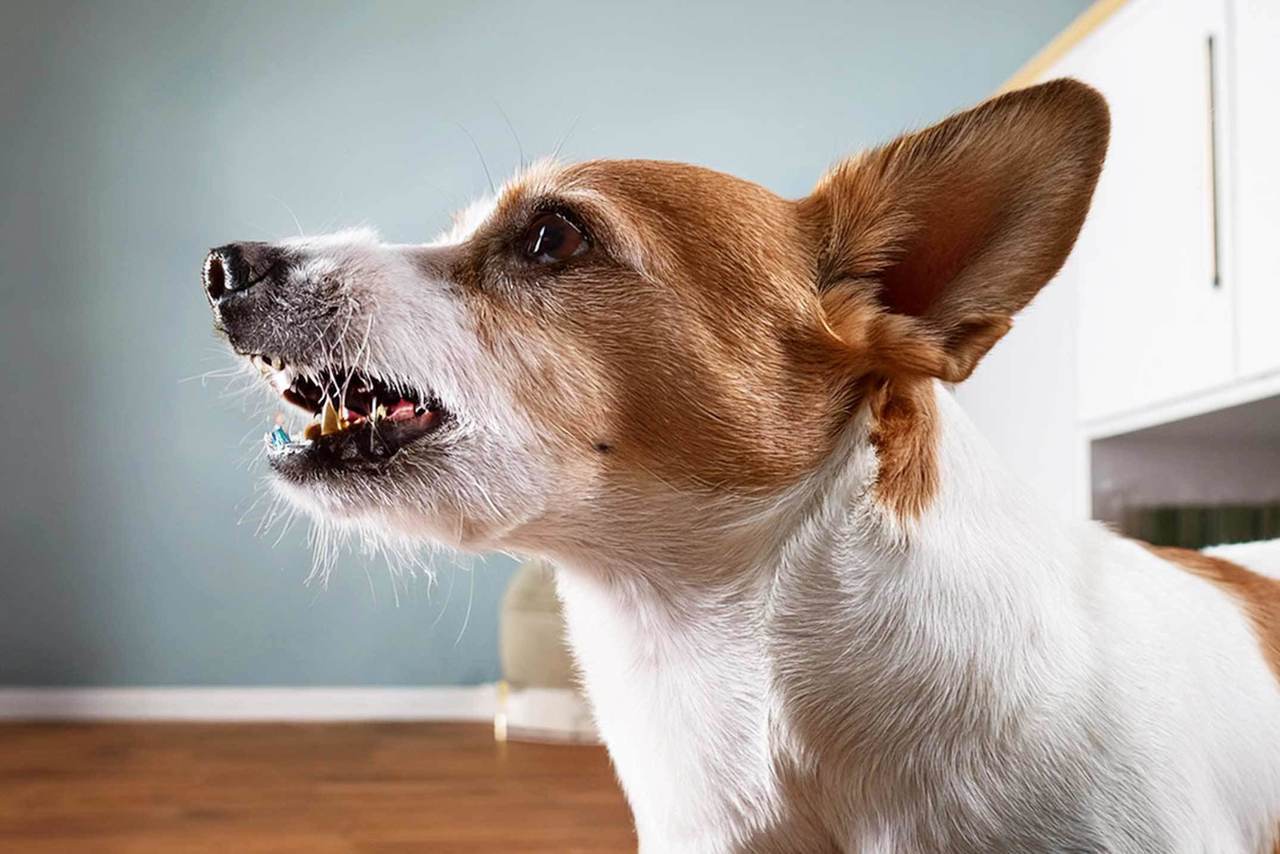 犬の吠え癖・トイレのしつけ | おこらないサポート