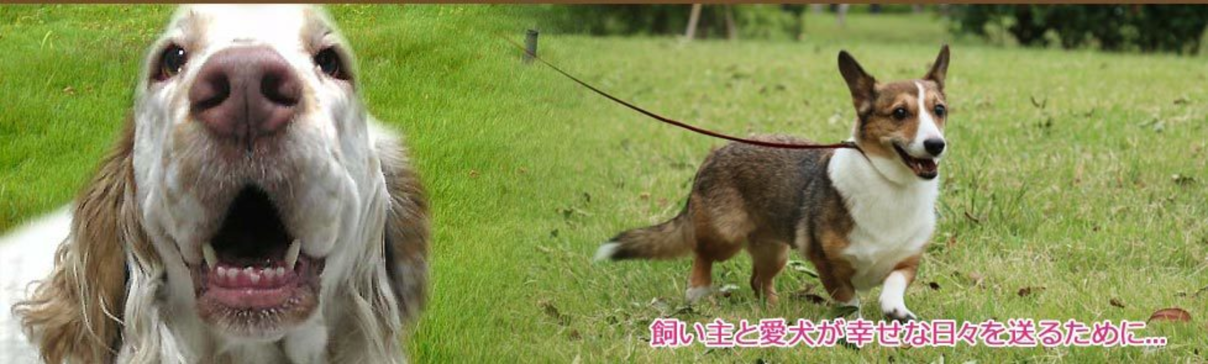 ドッグ　トレーナー　犬　しつけ