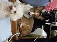 ドッグトレーナー　サンライト・ジゲ　東京都　杉並区 トイレ　しつけ　コーギー.jpg