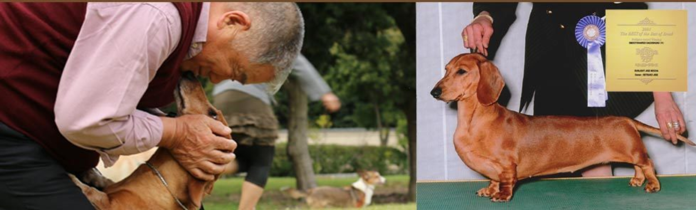 ドッグ　トレーナー　犬　しつけ