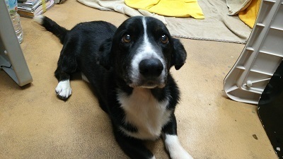 ドッグトレーナー　サンライト・ジゲ　トリーミング　東京都　杉並区 トイレ　しつけ 訓練　長期預かり　カーディガン75　.JPG