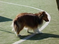 ドッグトレーナー　シェットランド シープドッグ　サンライトジゲ　東京都　杉並区.jpg